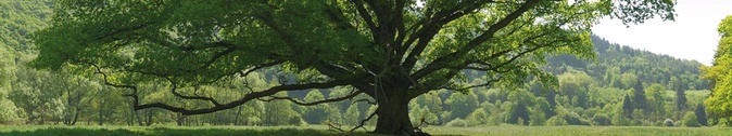 Baum